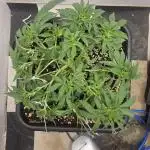 First Auto Grow (Blimburn auto seeds)