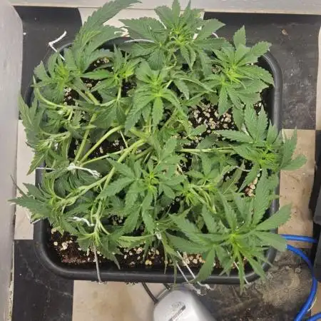 First Auto Grow (Blimburn auto seeds)