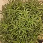 First Auto Grow (Blimburn auto seeds)