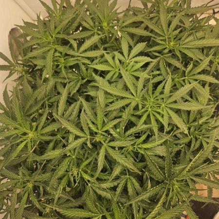 First Auto Grow (Blimburn auto seeds)