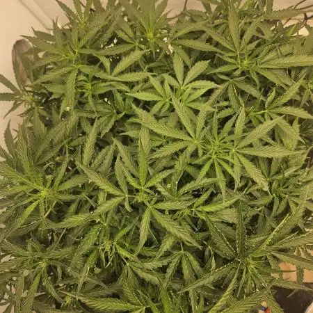 First Auto Grow (Blimburn auto seeds)