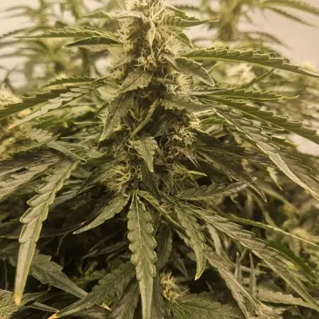 First Auto Grow (Blimburn auto seeds)