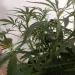 Permanent Marker Auto // Blimburn seeds