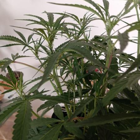 Permanent Marker Auto // Blimburn seeds