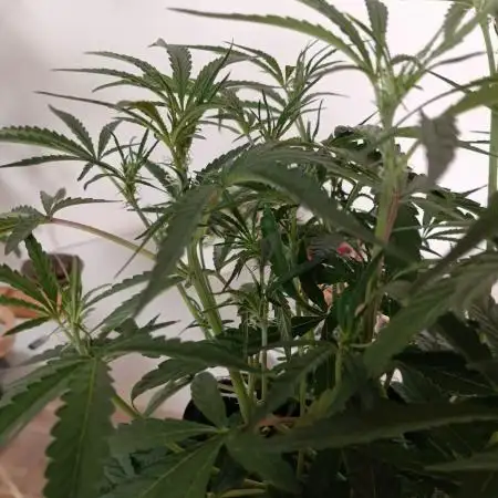 Permanent Marker Auto // Blimburn seeds