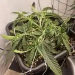 Permanent Marker Auto // Blimburn seeds