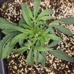 Permanent Marker Auto // Blimburn seeds