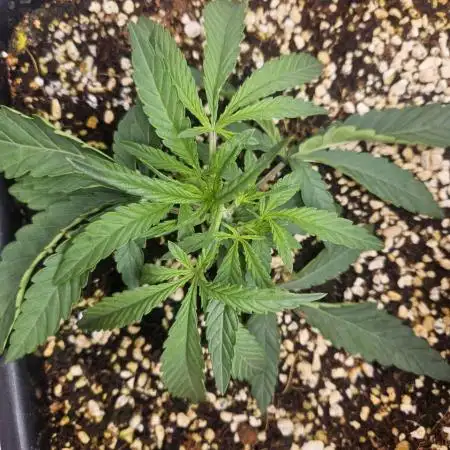 Permanent Marker Auto // Blimburn seeds