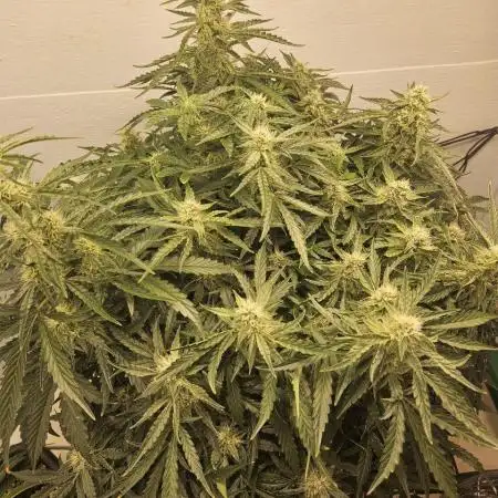 First Auto Grow (Blimburn auto seeds)