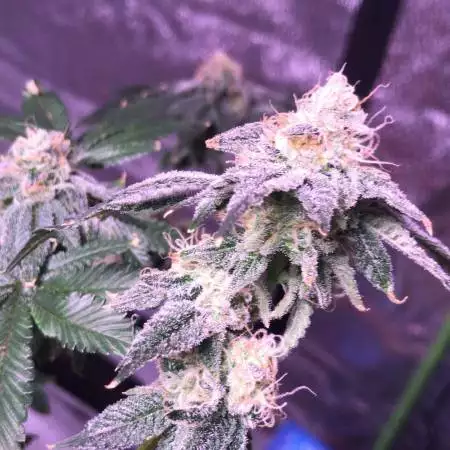 MattG’z Gelato OG. seedsman 