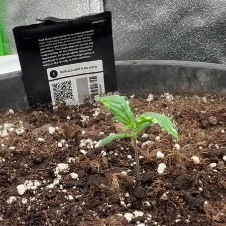 My first grow with Tamara