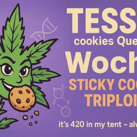 Triploid Seed Test Cookie Queen Tessa