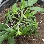 My first grow with Tamara
