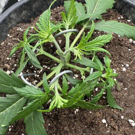 My first grow with Tamara