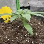 My first grow with Tamara
