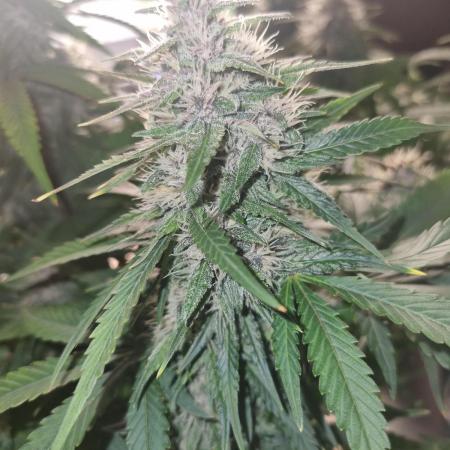 First Grow (lord have mercy)