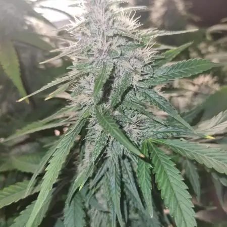 First Grow (lord have mercy)
