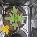 First Grow (lord have mercy)