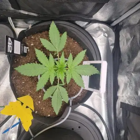 First Grow (lord have mercy)