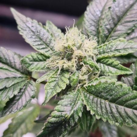 Mandarin Cookies (First Photo Run)