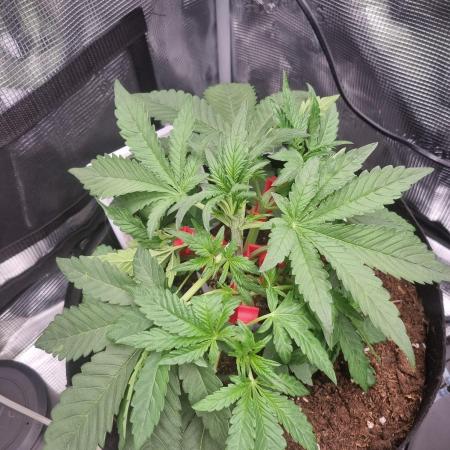 First Grow (lord have mercy)