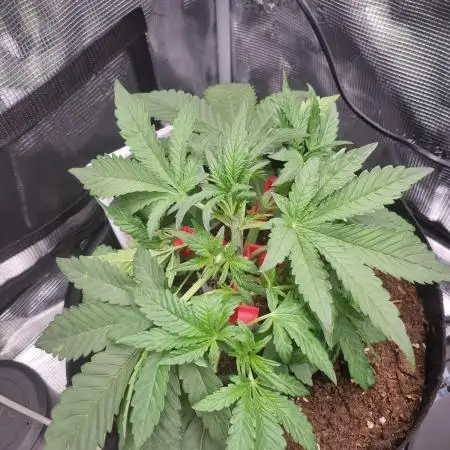 First Grow (lord have mercy)