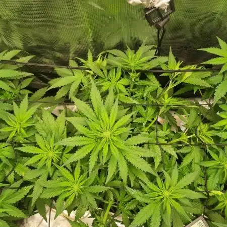 First Grow (lord have mercy)