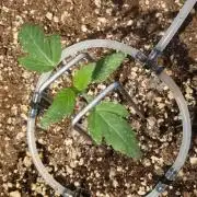 🫧 Sour Zoda - Umami Seed Company