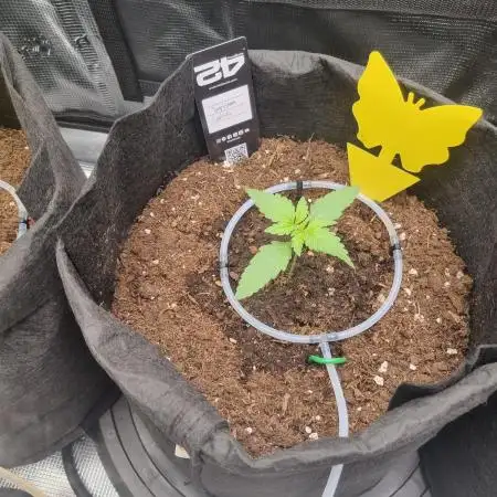 First Grow (lord have mercy)