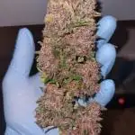 First Grow (lord have mercy)
