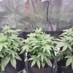 First Grow (lord have mercy)