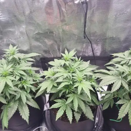 First Grow (lord have mercy)