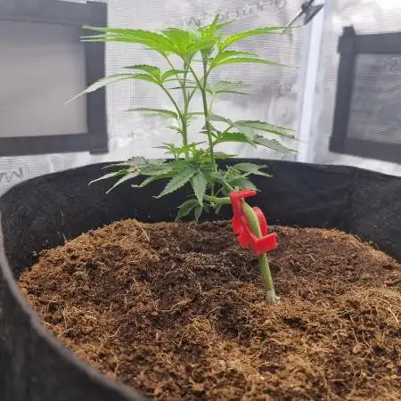 Mandarin Cookies (First Photo Run)