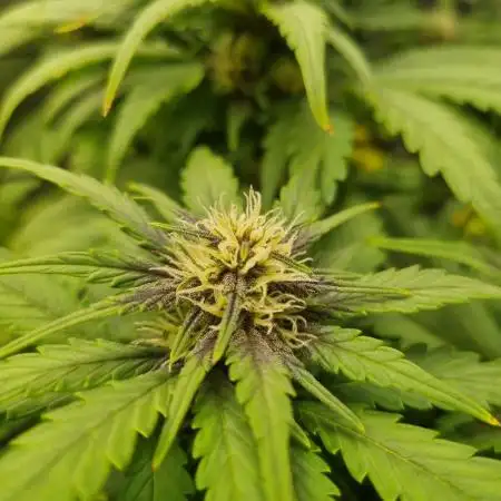 First Grow (lord have mercy)