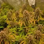 First Grow (lord have mercy)