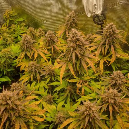 First Grow (lord have mercy)