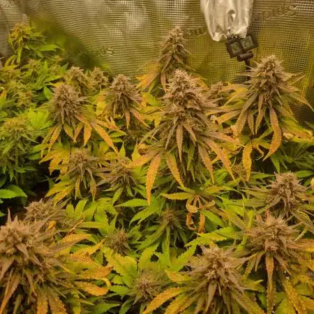 First Grow (lord have mercy)