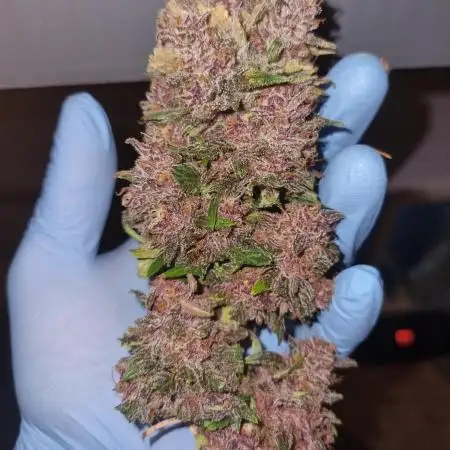 First Grow (lord have mercy)