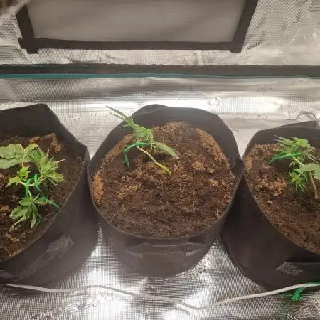 Mandarin Cookies (First Photo Run)