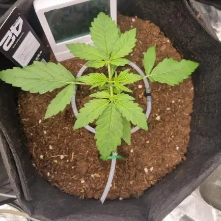 First Grow (lord have mercy)