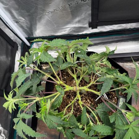 🫧 Sour Zoda - Umami Seed Company