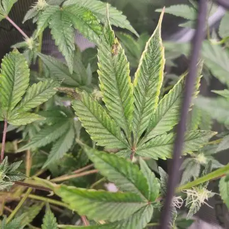 Mandarin Cookies (First Photo Run)