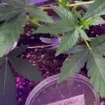 Lemon cherry gelato