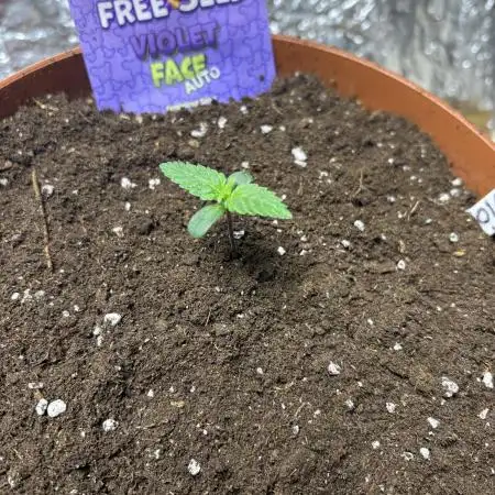 Violet face auto