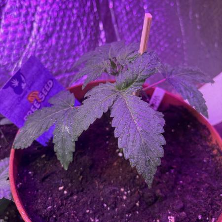 Violet face auto