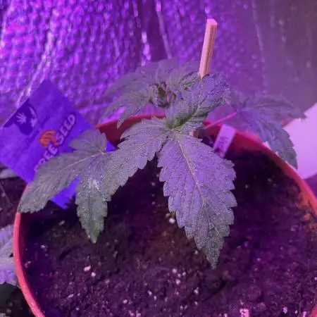 Violet face auto