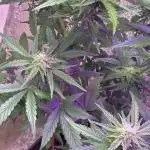 Violet face auto