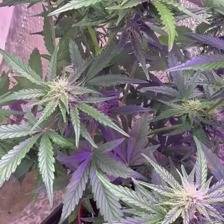 Violet face auto