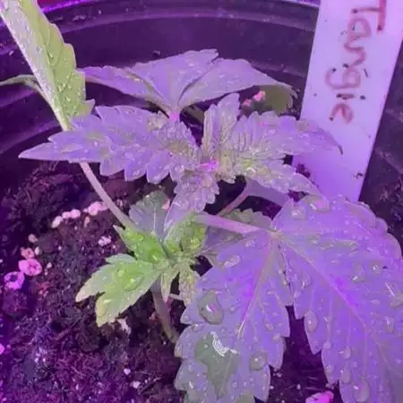 Orange tangie