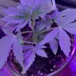 Barneys farm zoap